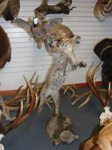 Taxidermy work from the Bragging Room, photo 130