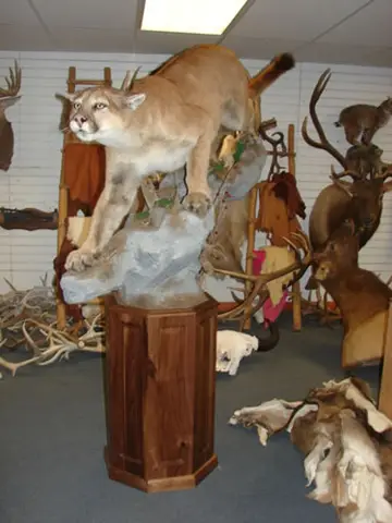 Taxidermy work from the Bragging Room, photo 102