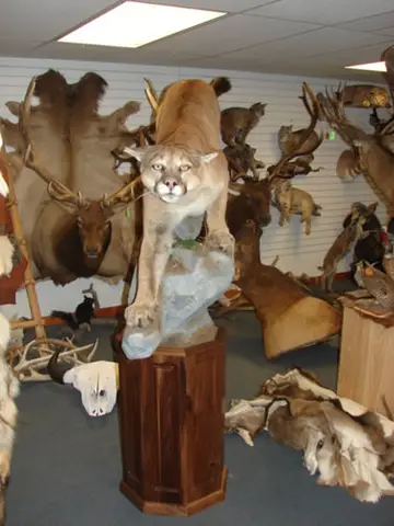 Taxidermy work from the Bragging Room, photo 103