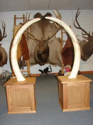 Matt Elk Cape, Coyotes, Coon — Bragging Room photo 100