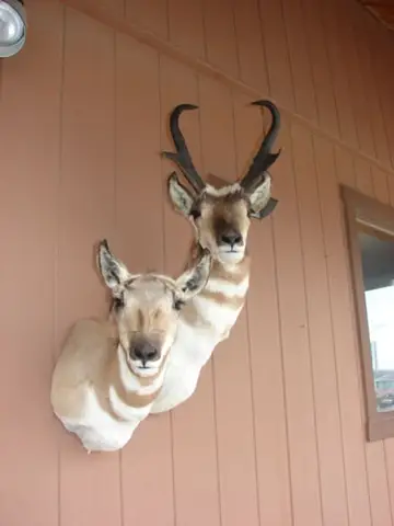 Taxidermy work from the Bragging Room, photo 137