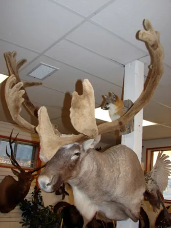 Caribou Mount