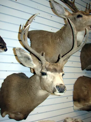 Colorado Mule Deer