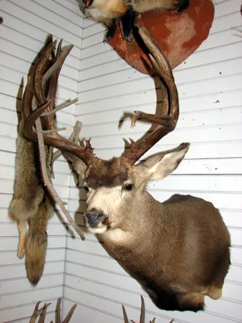 Colorado Mule Deer