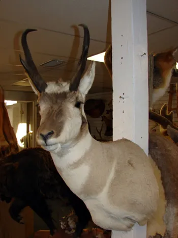 Colorado Pronghorn