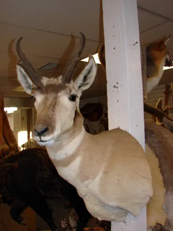 Colorado Pronghorn
