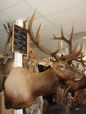 Elk Shoulder Mount