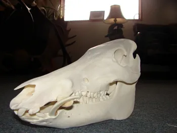 WILD HOG SKULL