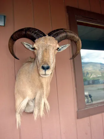 Aoudad shoulder mount