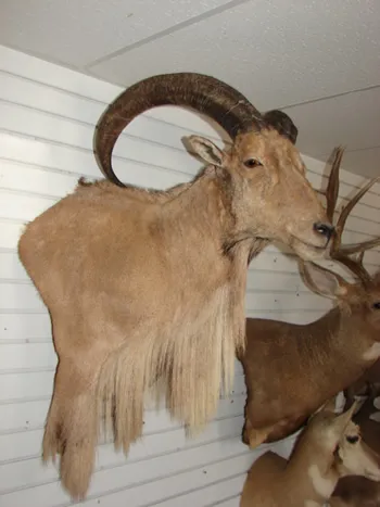 Aoudad wall pedestal shoulder mount