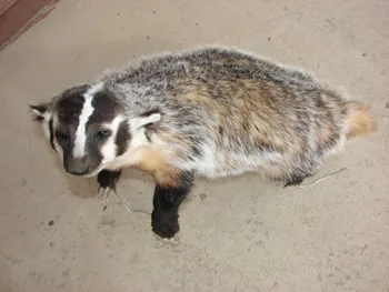 Badger lifesize mount