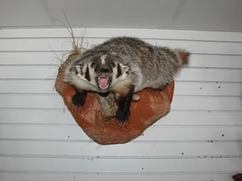 Badger lifesize mount w/open mouth on base.