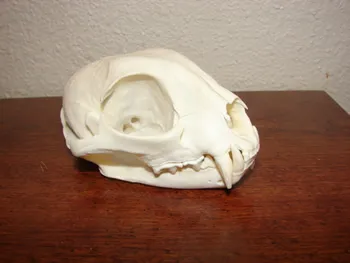 Bobcat skulls