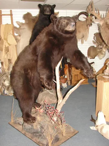 Lifesize bear