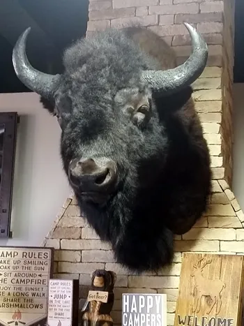 Buffalo shoulder mount