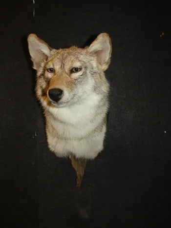 Coyote shoulder mount on driftwood