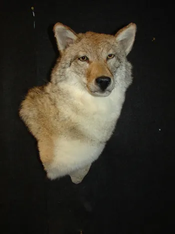 Coyote shoulder mount