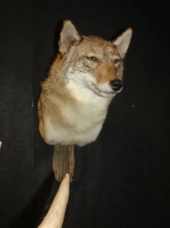 Coyote shoulder mount