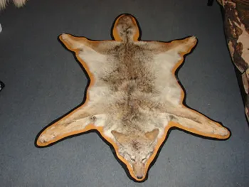 Coyote rug- HUGE coyote with excellent hair.