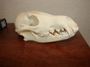 Coyote skulls