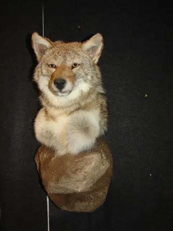 Coyote shoulder mount w/base