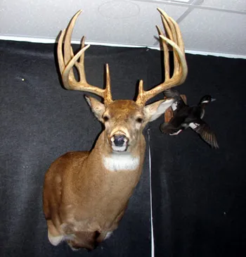 Whitetail deer