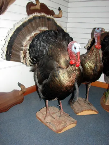 Lifesize Turkey mount full strut