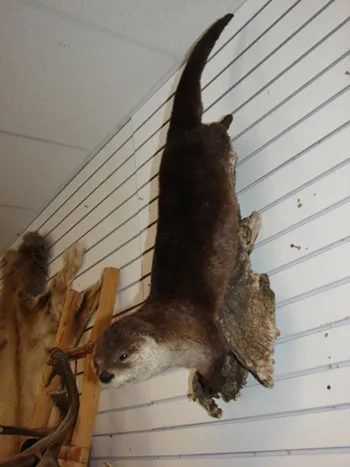 OTTER lifesize mount w/driftwood