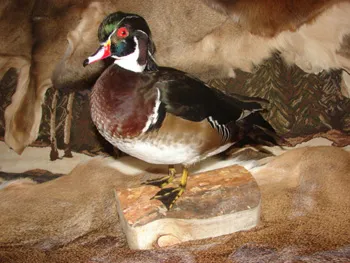 Woodduck