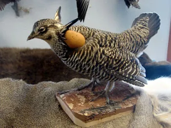 Praire chicken