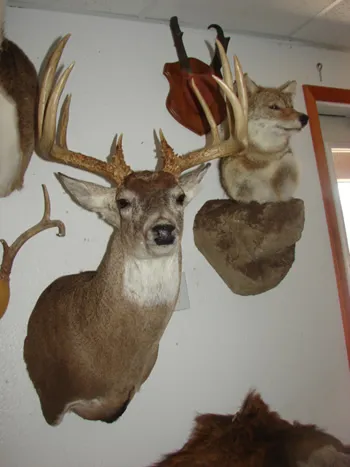 Whitetail deer shoulder mount